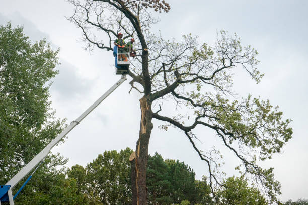 How Our Tree Care Process Works  in  Gallatin, MO